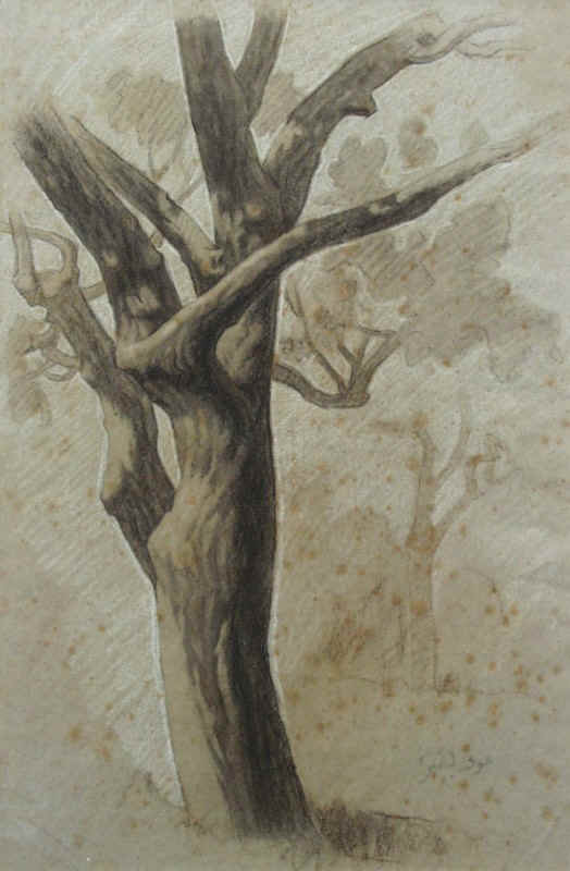 Aa etd - Tree Study